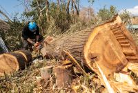 三重県鈴鹿市にて６０年生杉の伐採ご依頼