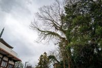 三重県亀山市にて寺院林のエノキ枝打ち鎮守の森手入れ